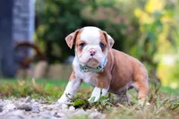 Macky, a male English Bulldog and Beagle for sale in Baltic, OH – Photo 1 of 4