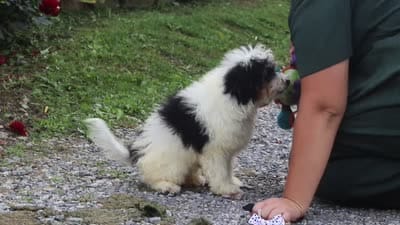 Tundra, a male Miniature Bernedoodle for sale in Baltic, OH – 5 of 5