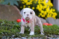 Mila, a female English Bulldog and Beagle for sale in Baltic, OH – Photo 1 of 5