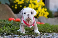 Mila, a female English Bulldog and Beagle for sale in Baltic, OH – Photo 3 of 5