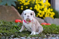 Mila, a female English Bulldog and Beagle for sale in Baltic, OH – Photo 4 of 5