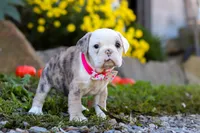 Mila, a female English Bulldog and Beagle for sale in Baltic, OH – Photo 5 of 5