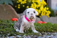 Mila, a female English Bulldog and Beagle for sale in Baltic, OH – Photo 2 of 5