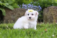 Bell, a female Maltese for sale in Baltic, OH – 5 of 5