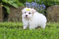 Bell, a female Maltese for sale in Baltic, OH – 2 of 5
