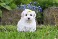 Bell, a female Maltese for sale in Baltic, OH – 4 of 5