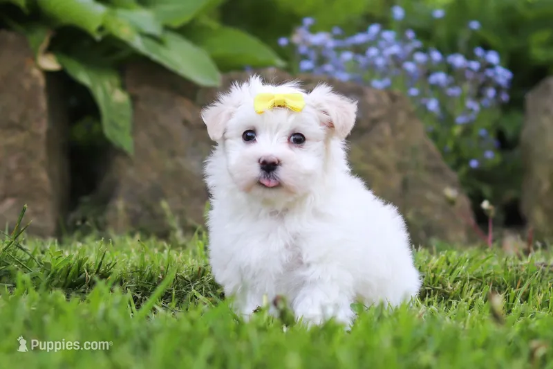 Bell – Maltese puppy for sale in Baltic, OH