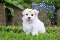 Bell, a female Maltese for sale in Baltic, OH – 1 of 5