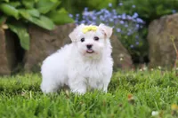 Bell, a female Maltese for sale in Baltic, OH – 3 of 5
