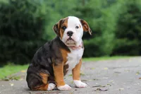 Lily, a female English Bulldog and Beagle for sale in Baltic, OH – 5 of 7