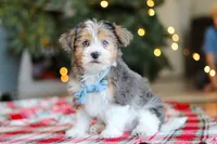 Alfie, a male Yorkipoo for sale in Baltic, OH – Photo 4 of 5
