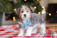 Alfie, a male Yorkipoo for sale in Baltic, OH – Photo 5 of 5