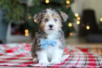 Alfie, a male Yorkipoo for sale in Baltic, OH – Photo 2 of 5