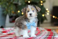 Alfie, a male Yorkipoo for sale in Baltic, OH – Photo 1 of 5