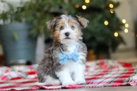 Alfie, a male Yorkipoo for sale in Baltic, OH – Photo 3 of 5