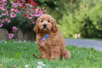 Theo, a male Goldendoodle for sale in Baltic, OH – 3 of 10