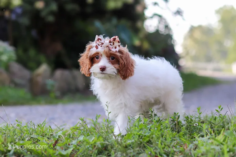 Jessica – Cavapoo puppy for sale in Baltic, OH
