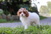 Jessica, a female Cavapoo for sale in Baltic, OH – 1 of 7