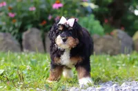Lotus, a female Miniature Bernedoodle for sale in Baltic, OH – 2 of 7
