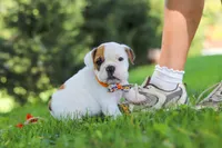 Banjo, a male English Bulldog and Beagle for sale in Baltic, OH – 5 of 9