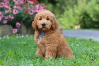 Theo, a male Goldendoodle for sale in Baltic, OH – 1 of 10