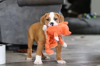 Miley, a female English Bulldog and Beagle for sale in Baltic, OH – Photo 5 of 6