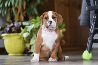Miley, a female English Bulldog and Beagle for sale in Baltic, OH – Photo 2 of 6