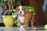 Miley, a female English Bulldog and Beagle for sale in Baltic, OH – Photo 6 of 6