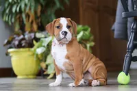 Miley, a female English Bulldog and Beagle for sale in Baltic, OH – Photo 3 of 6
