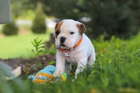 Banjo, a male English Bulldog and Beagle for sale in Baltic, OH – 6 of 9