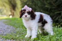 Mariella, a female Cavapoo for sale in Baltic, OH – 1 of 8