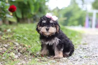 Aleah, a female Maltipoo for sale in Baltic, OH – 4 of 6