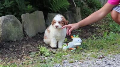 Rain, a female Miniature Bernedoodle for sale in Baltic, OH – 7 of 7