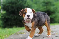 Lily, a female English Bulldog and Beagle for sale in Baltic, OH – 3 of 7