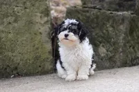 Brodie, a male Maltipoo for sale in Baltic, OH – 4 of 5