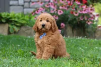 Theo, a male Goldendoodle for sale in Baltic, OH – 5 of 10