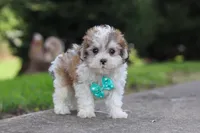 Kobe, a male Maltipoo for sale in Baltic, OH – 2 of 6