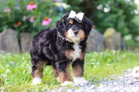 Lotus, a female Miniature Bernedoodle for sale in Baltic, OH – 4 of 7