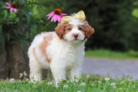 Rain, a female Miniature Bernedoodle for sale in Baltic, OH – 3 of 7