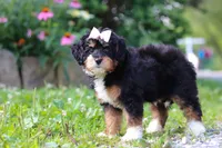 Lotus, a female Miniature Bernedoodle for sale in Baltic, OH – 5 of 7