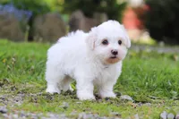 Cooper, a male Maltese for sale in Baltic, OH – 3 of 4