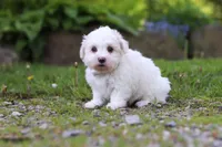Cooper, a male Maltese for sale in Baltic, OH – 2 of 4
