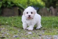 Cooper, a male Maltese for sale in Baltic, OH – 4 of 4