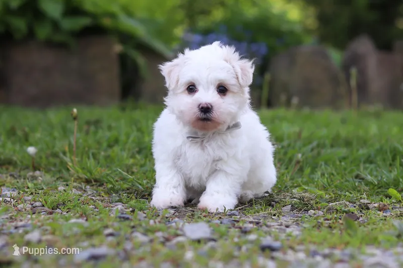 Cooper – Maltese puppy for sale in Baltic, OH