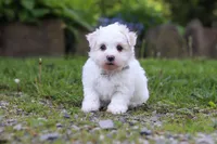 Cooper, a male Maltese for sale in Baltic, OH – 1 of 4