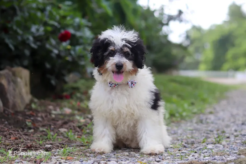 Tundra – Miniature Bernedoodle puppy for sale in Baltic, OH