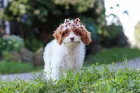 Jessica, a female Cavapoo for sale in Baltic, OH – 5 of 7