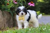 Tundra, a male Miniature Bernedoodle for sale in Baltic, OH – 6 of 9