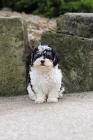 Brodie, a male Maltipoo for sale in Baltic, OH – 2 of 5