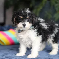 Ricky, a male Saint Berdoodle for sale in Baltic, OH – Photo 3 of 5
